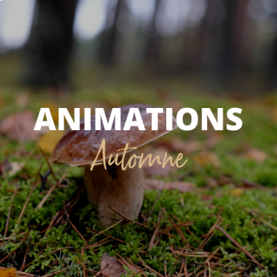 Animation Automne