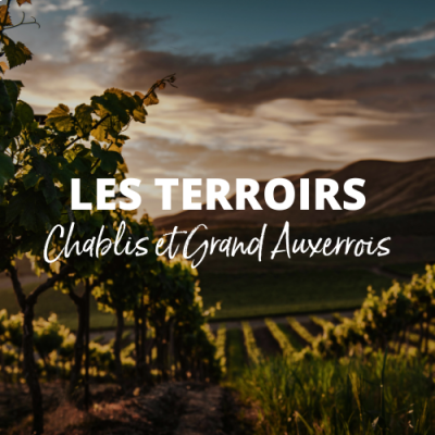 Terroir à la loupe : Chablis et Grand Auxerrois