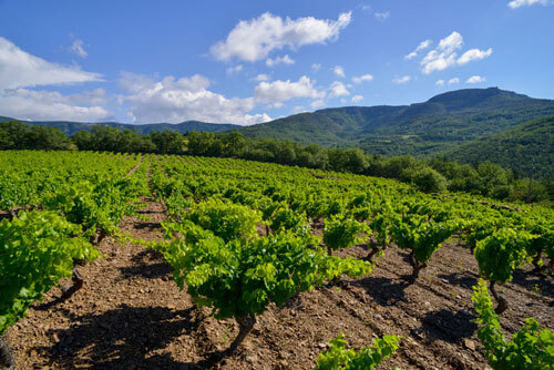 Les Vignes Oubliés Terrasses du Larzac